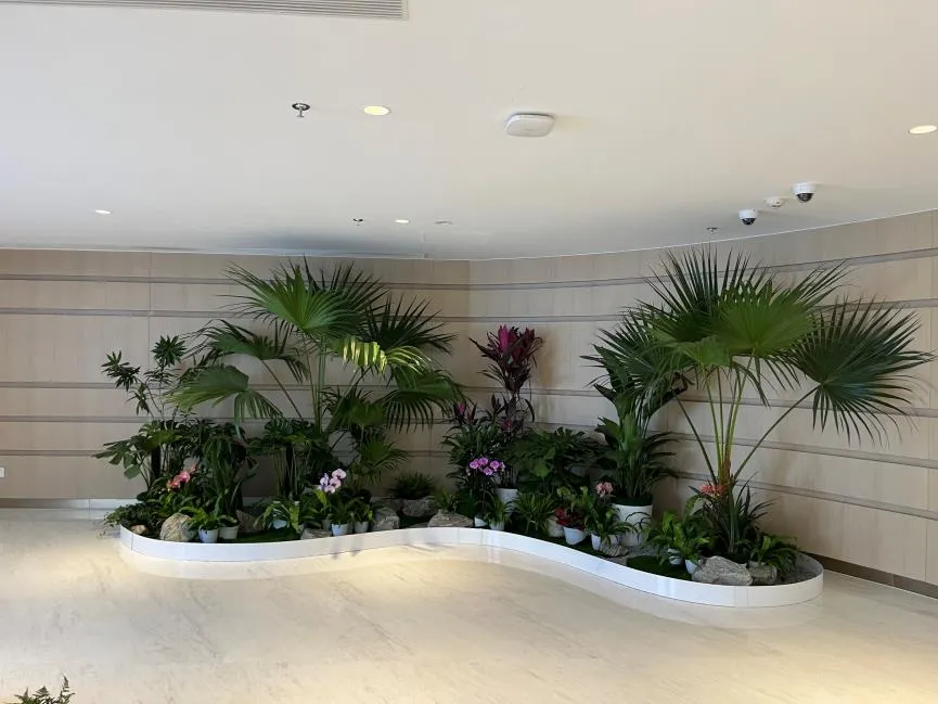 宁波前湾绿植租摆公司，让办公空间焕发生机与活力！