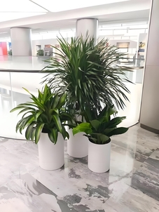 宁波杭州湾盆景租摆 宁波杭州湾盆景租摆