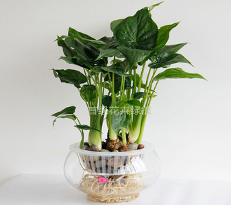 探寻宁波慈溪绿化养护方案，共筑绿色生态梦